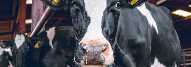 Livestock Insurance